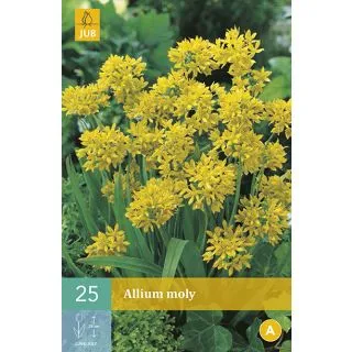 Compra ALLIUM MOLY en la tienda online Fito Agrícola