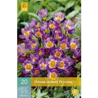 Compra CROCUS SIEBERI TRICOLOR en la tienda online Fito Agrícola