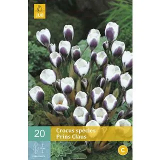 Compra CROCUS PRINS CLAUS en la tienda online Fito Agrícola