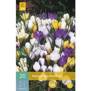 Compra CROCUS SPECIES MIX en la tienda online Fito Agrícola