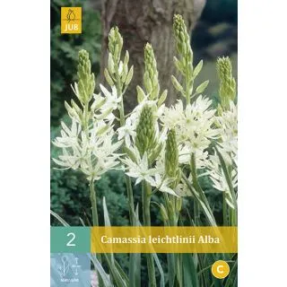Compra CAMASSIA LEICHTLINII ALBA en la tienda online Fito Agrícola