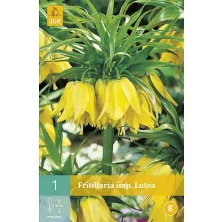 Compra FRITILLARIA IMPERIALIS MAXIMA LUTEA en la tienda online Fito Agrícola