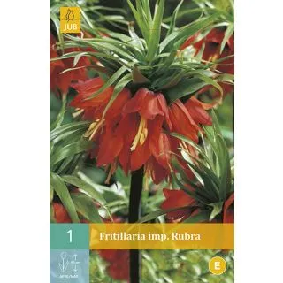Compra FRITILLARIA IMPERIALIS RUBRA MAXIMA en la tienda online Fito Agrícola