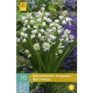 Compra HYACINTHOIDES HISPANICA WHITE en la tienda online Fito Agrícola