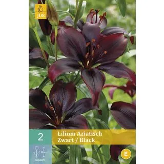 Compra LILIUM BLACK ASIATICO en la tienda online Fito Agrícola