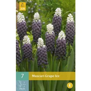 Compra MUSCARI GRAPE ICE en la tienda online Fito Agrícola