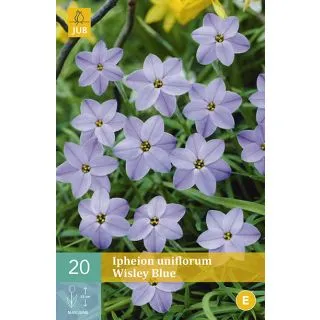 Compra IPHEION UNIFLORUM WISLEY BLUE en la tienda online Fito Agrícola