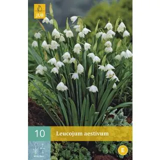 Compra LEUCOJUM AESTIVUM en la tienda online Fito Agrícola