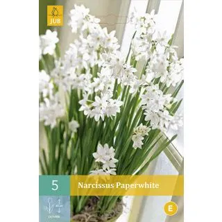 Compra NARCISOS PAPERWHITE en la tienda online Fito Agrícola