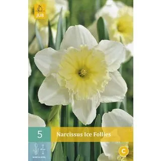 Compra NARCISOS ICE FOLLIES en la tienda online Fito Agrícola