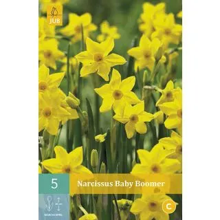 Compra NARCISOS BABY BOOMER en la tienda online Fito Agrícola