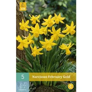 Compra NARCISOS FEBRUARY GOLD en la tienda online Fito Agrícola