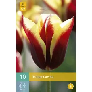 Compra TULIPÁN GAVOTA en la tienda online Fito Agrícola