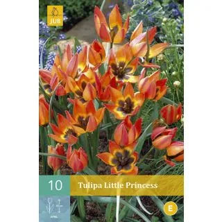 Compra TULIPÁN LITTLE PRINCESS en la tienda online Fito Agrícola