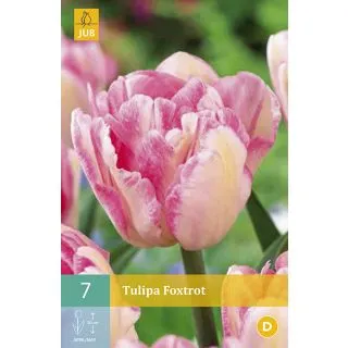 Compra TULIPÁN FOXTROT en la tienda online Fito Agrícola