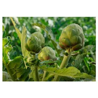 Compra ALCACHOFA LORCA (IMPERIAL) EPS150 en la tienda online Fito Agrícola