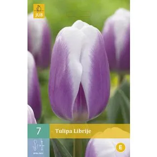 Compra TULIPÁN LIBRIJE en la tienda online Fito Agrícola