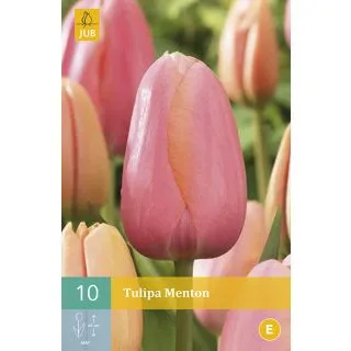 Compra TULIPÁN MENTON en la tienda online Fito Agrícola