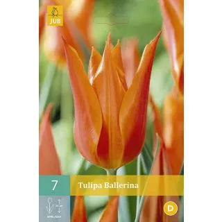 Compra TULIPÁN BALLERINA en la tienda online Fito Agrícola