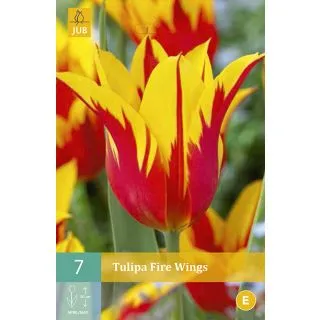 Compra TULIPÁN FIRE WINGS en la tienda online Fito Agrícola