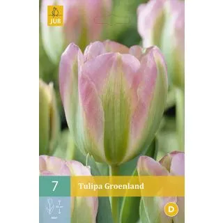 Compra TULIPÁN GROENLAND en la tienda online Fito Agrícola