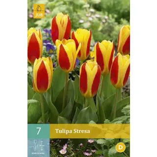 Compra TULIPÁN STRESA en la tienda online Fito Agrícola