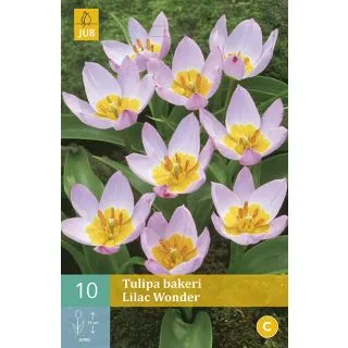 Compra TULIPÁN BAKERI LILAC WONDER en la tienda online Fito Agrícola