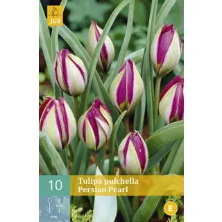 Compra TULIPÁN PULCHELLA PERSIAN PEARL en la tienda online Fito Agrícola