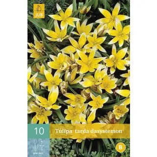 Compra TULIPÁN TARDA DASYSTEMON en la tienda online Fito Agrícola