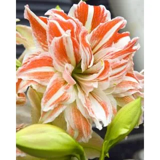 Compra AMARYLLIS DANCING QUEEN ® en la tienda online Fito Agrícola