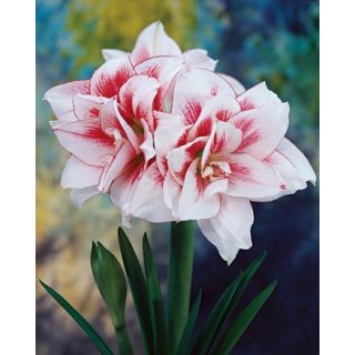 Compra AMARYLLIS ELVAS ® en la tienda online Fito Agrícola