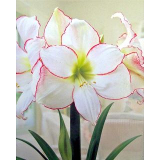 Compra AMARYLLIS PICOTEE en la tienda online Fito Agrícola