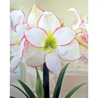 Compra AMARYLLIS PICOTEE en la tienda online Fito Agrícola