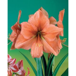 Compra AMARYLLIS RILONA en la tienda online Fito Agrícola