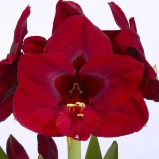 Compra AMARYLLIS CARMEN ® en la tienda online Fito Agrícola