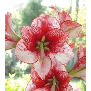 Compra AMARYLLIS SHOWMASTER ® en la tienda online Fito Agrícola