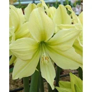 Compra AMARYLLIS YELLOW STAR ® en la tienda online Fito Agrícola