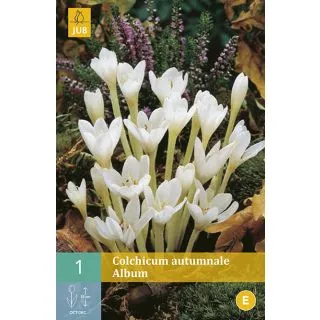 Compra COLCHICUM AUTUMNALE ALBUM en la tienda online Fito Agrícola