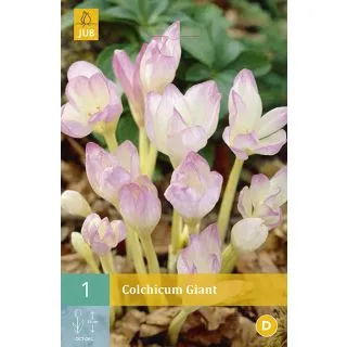 Compra COLCHICUM GIANT en la tienda online Fito Agrícola