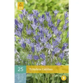 Compra TRITELEIA CORRINA en la tienda online Fito Agrícola