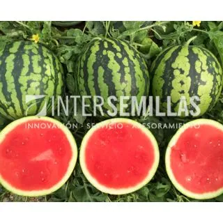 Compra SANDÍA CEBRA F-1 (1000 Semillas) en la tienda online Fito Agrícola