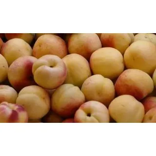 Compra ALBARICOQUERO CURROT en la tienda online Fito Agrícola