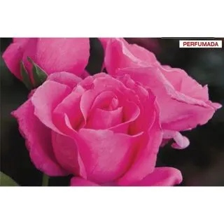 Compra ROSAL THE MC CARTNEY ROSE ® - Meizeli en la tienda online Fito Agrícola