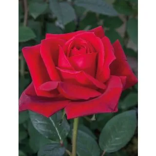 Compra ROSAL JUBILÉ PAPA MEILLAND ® - Meiceazar en la tienda online Fito Agrícola