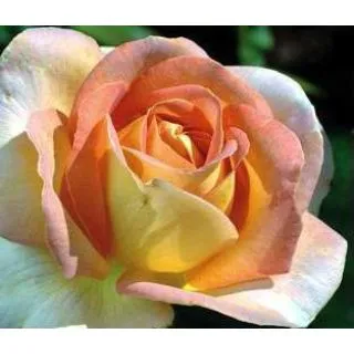 Compra ROSAL ARLEQUIN ® - Meihyago en la tienda online Fito Agrícola