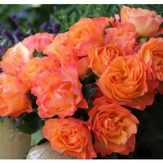 Compra ROSAL MESSAGE ® d´Espoir - Maishamalo en la tienda online Fito Agrícola