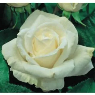 Compra ROSAL QUEEN ELIZABETH WHITE en la tienda online Fito Agrícola