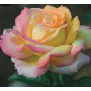 Compra ROSAL MME. MEILLAND en la tienda online Fito Agrícola