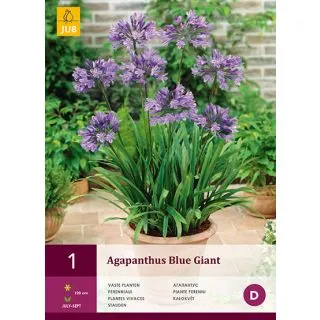 Compra AGAPANTHUS BLUE GIANT en la tienda online Fito Agrícola