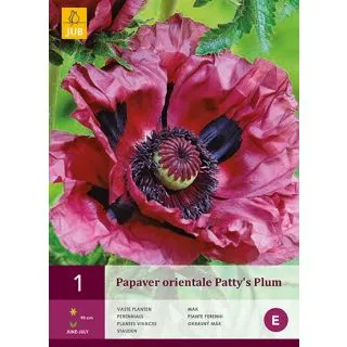 Compra AMAPOLA PATTY'S PLUM en la tienda online Fito Agrícola